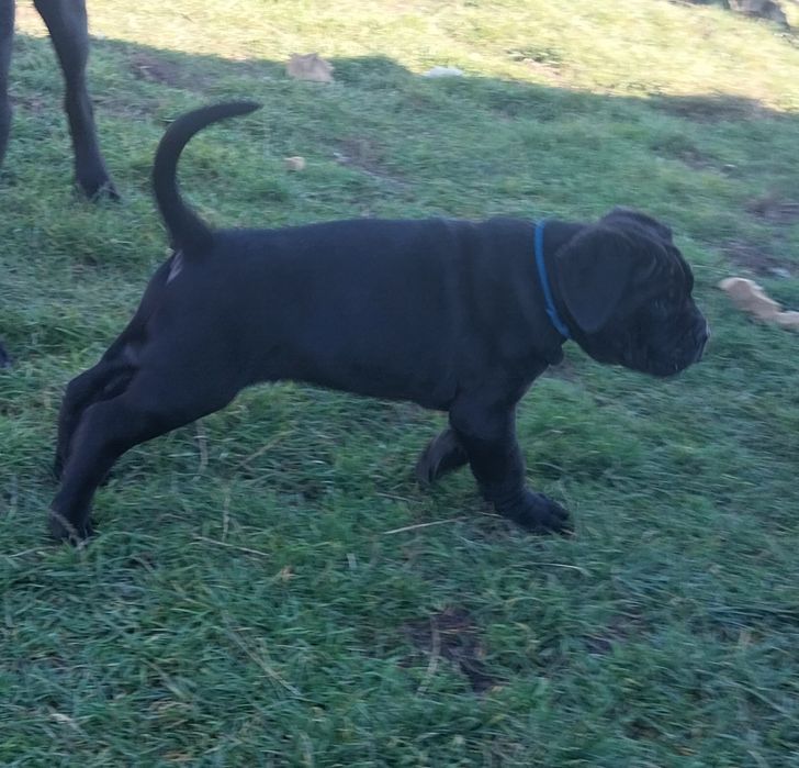 Cane corso piesek
