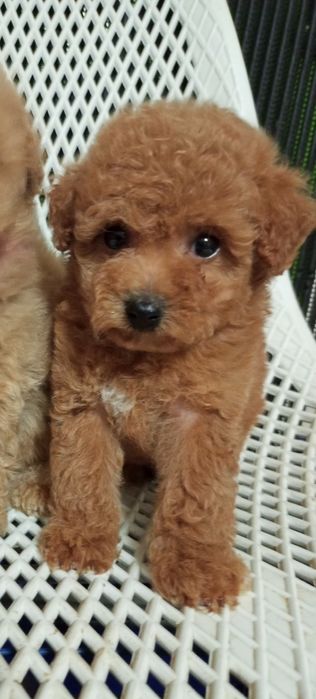 Для душі,рахат- лукумчік!!!