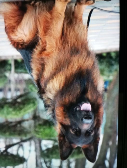 Німецька довгошерстна вівчарка