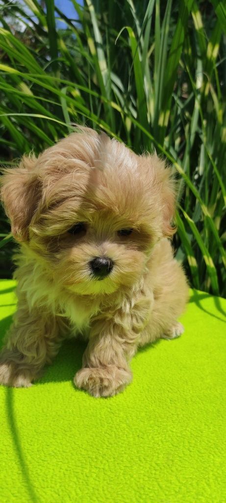 Maltipoo szczeniaczek z certyfikatem