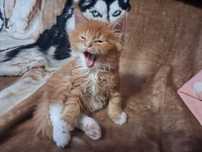 Kocurek Maine Coon z rodowodem FPL