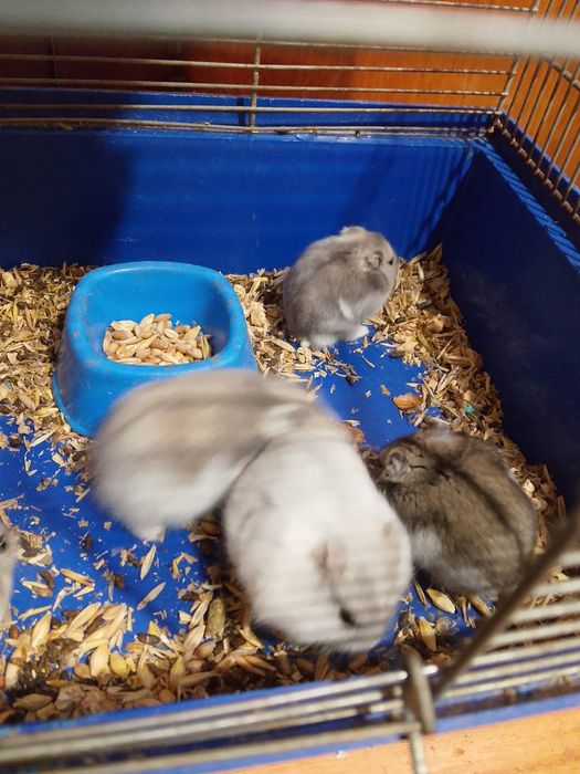 Хомячки Кременчуг