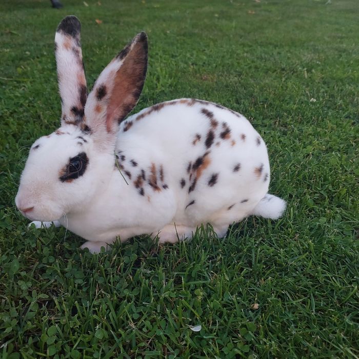 Кролики рекс триколор