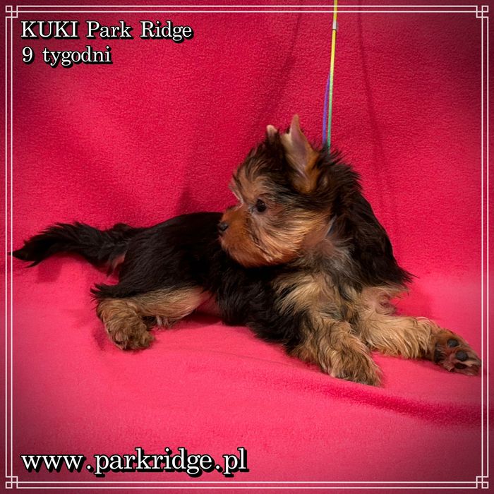 york yorki suczka ok. 2 kg rodowód ZKwP FCI