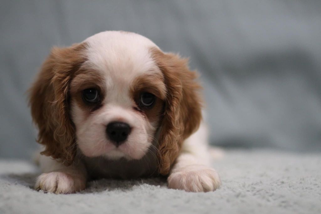 ***Cavalier King Charles spaniel**