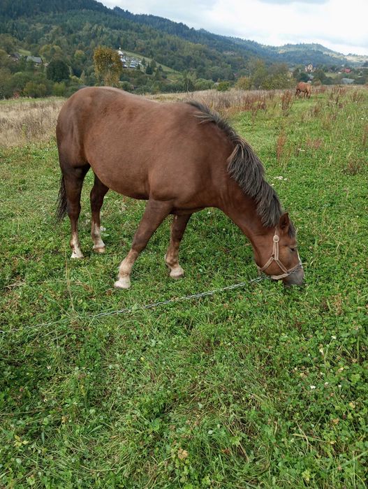 Продається кінь і кобила