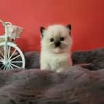 Ragdoll ragdollka kotka o umaszczeniu seal mitted