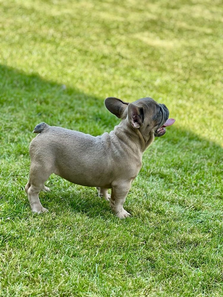 Śliczny buldog francuski