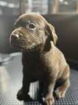 Labrador magnífico,