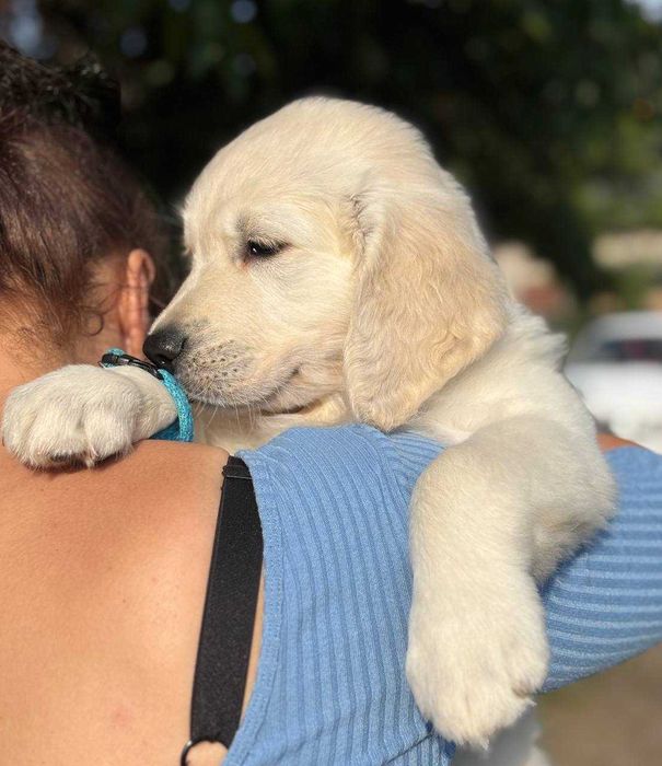 Цуценята голден ретрівера