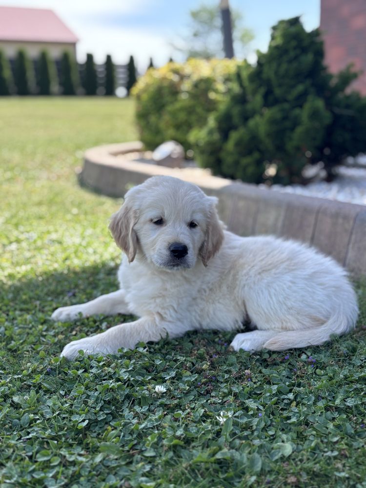 Golden Retriever