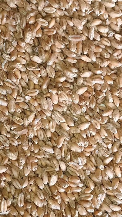 Sprzedam Pszenice pierwszy rok po centrali czyszczona