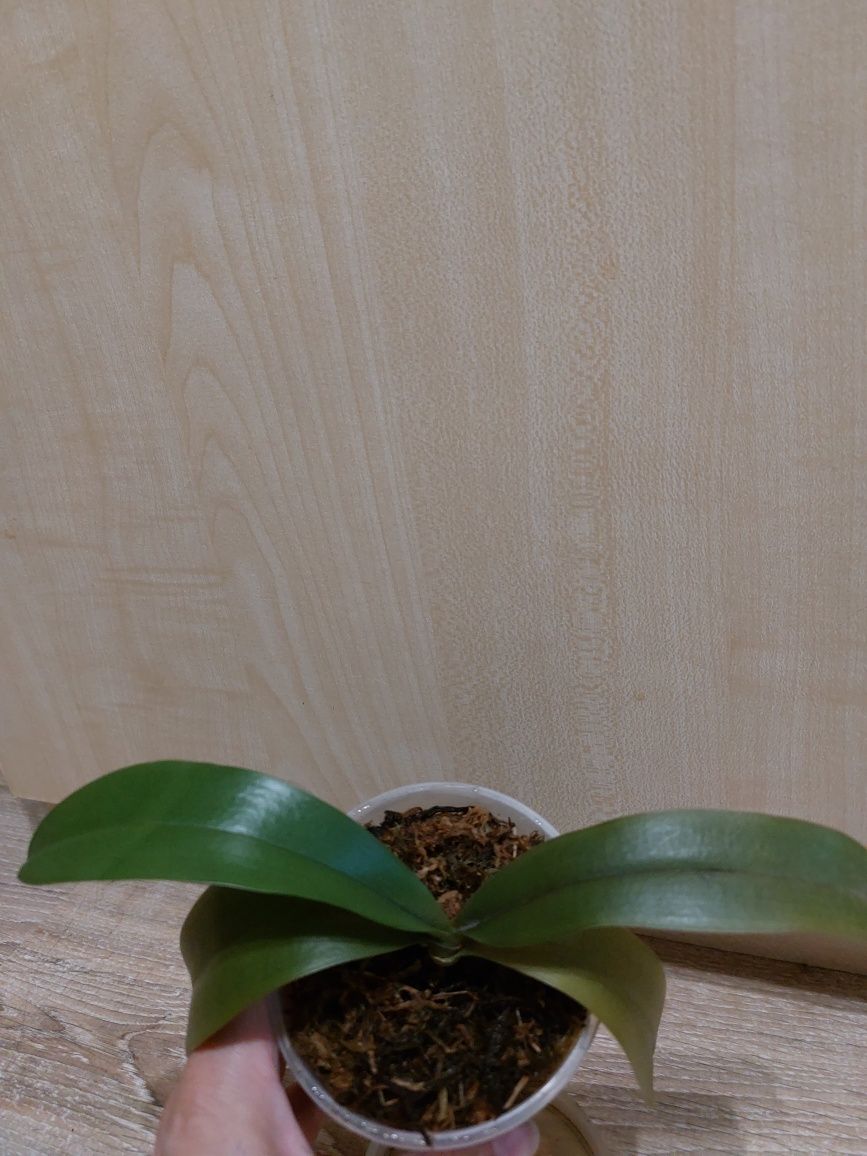 Орхидея орхідея Рінхінопсис старого зразку молода рослина.