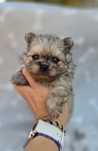 Szpic miniaturowy Pomeranian typ misia