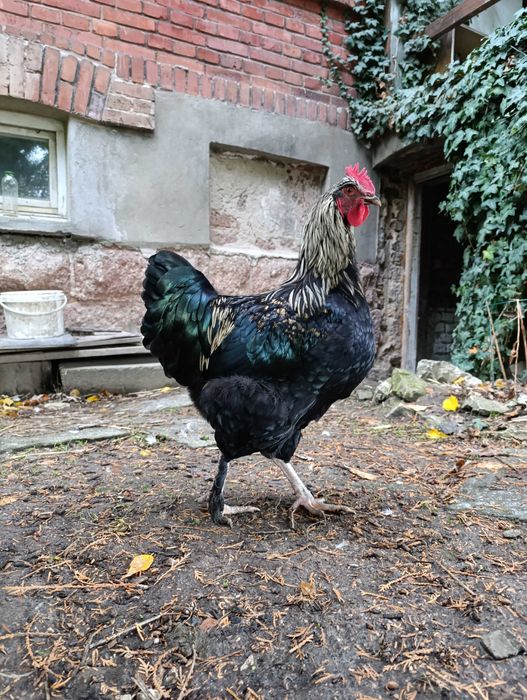 Piękny kogut - mix marans