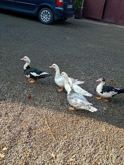 Sprzedam kaczki piżmowe