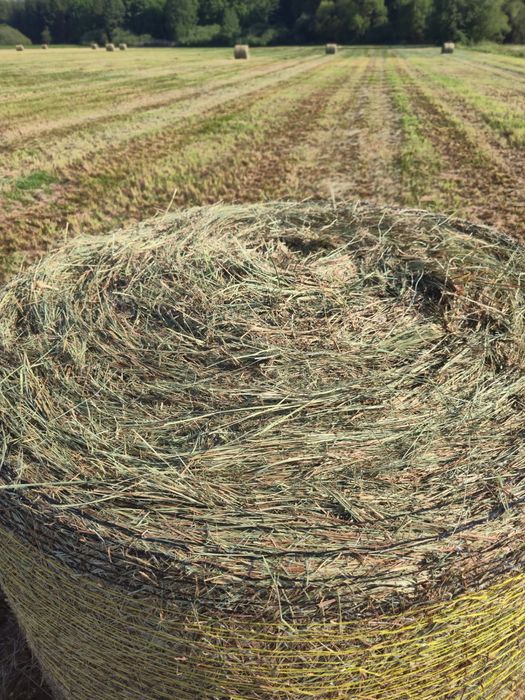 Siano bele w belach 130 cm baloty 2025