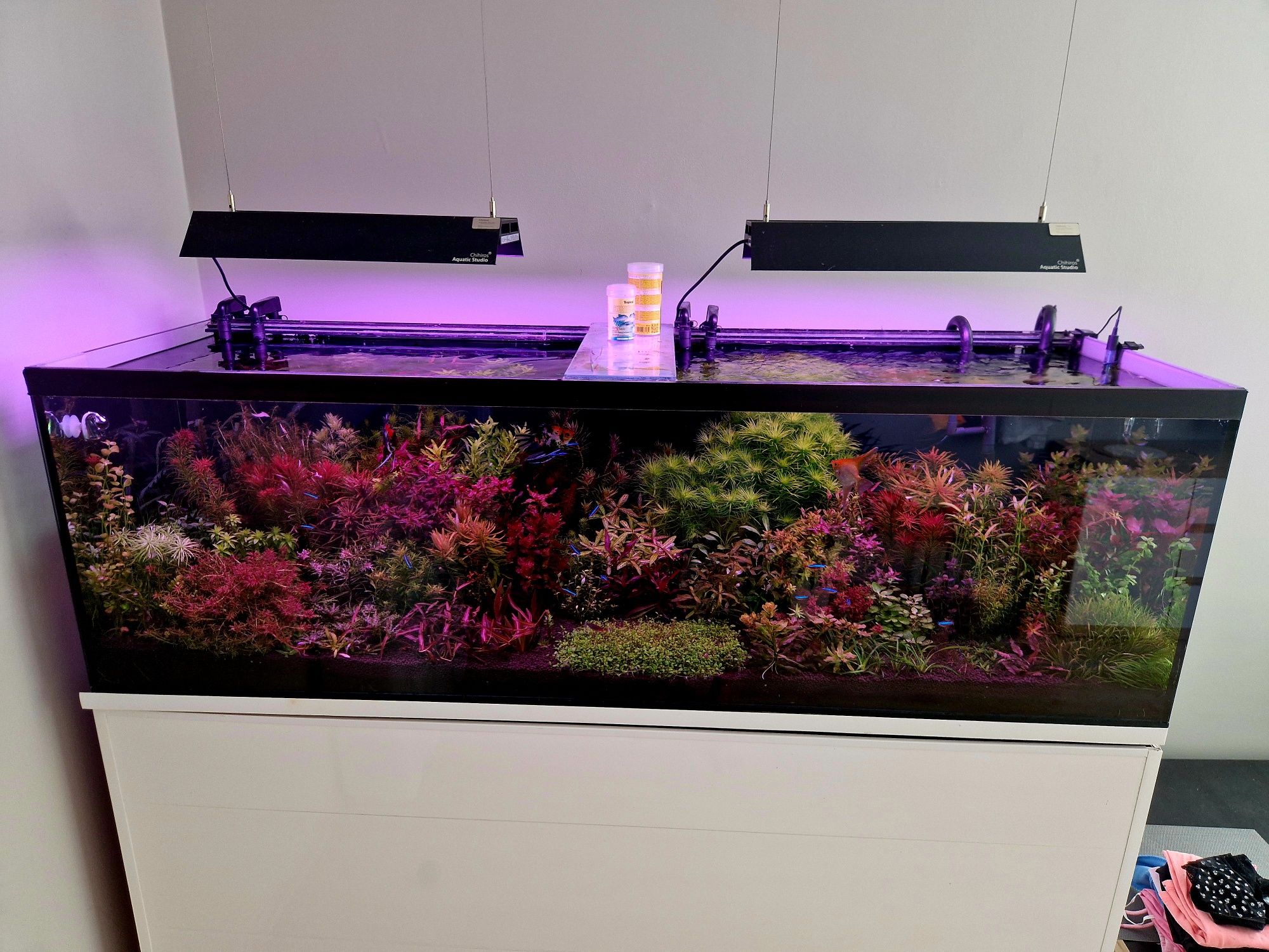 Rotala Mexsicana Goyas