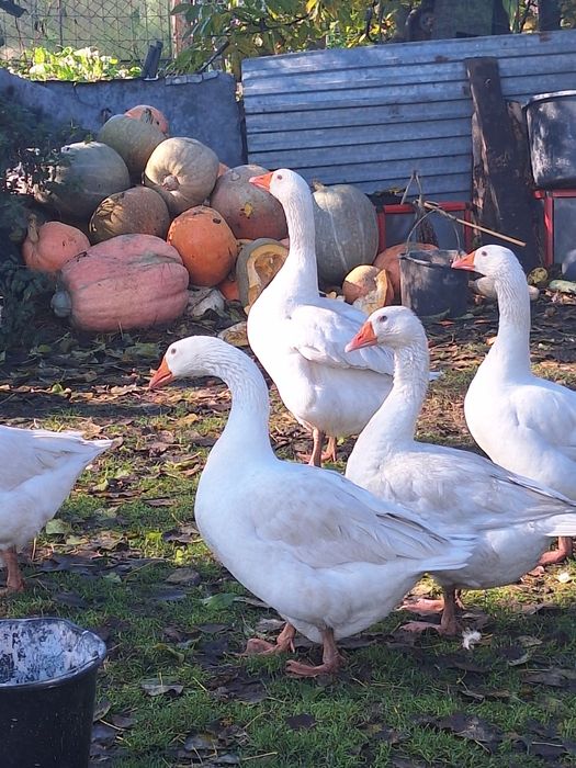 Sprzedam gęś żywa