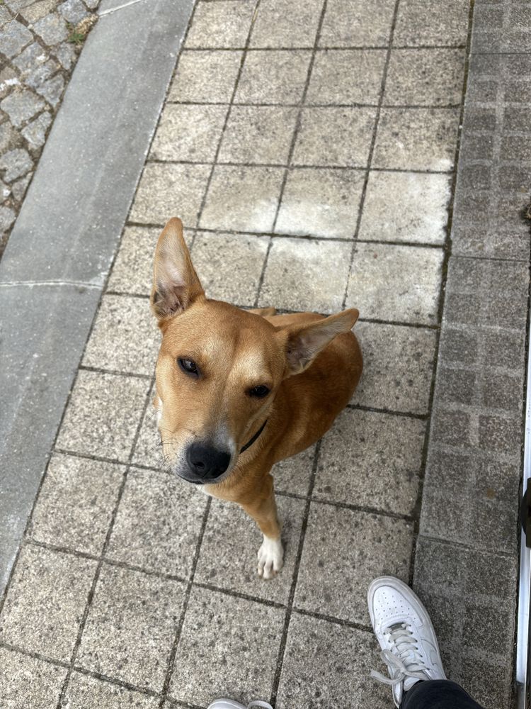 Cadela para adoção