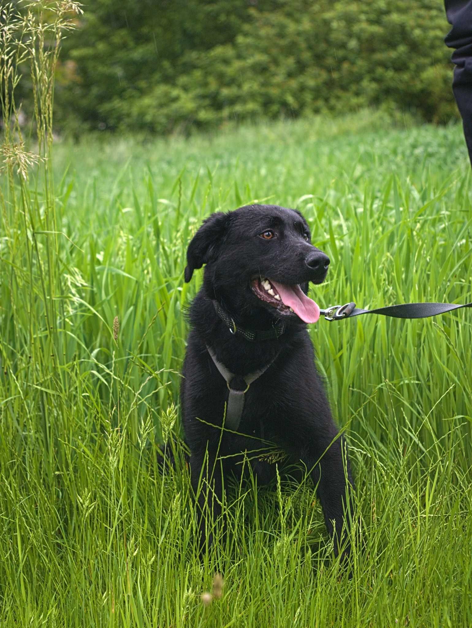 Coffee - skarb w typie labradora do adopcji!