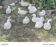 Kaczki Pekin eko