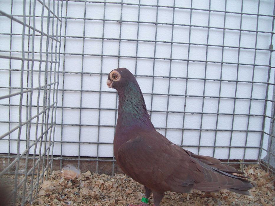 Brodawczak,brodawczaki