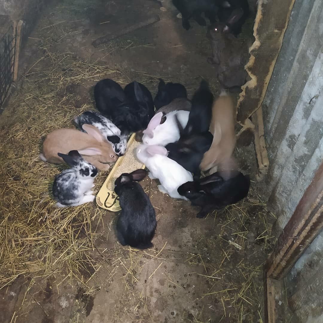 Продам кролів. Є кролі 2 та 3 місяці