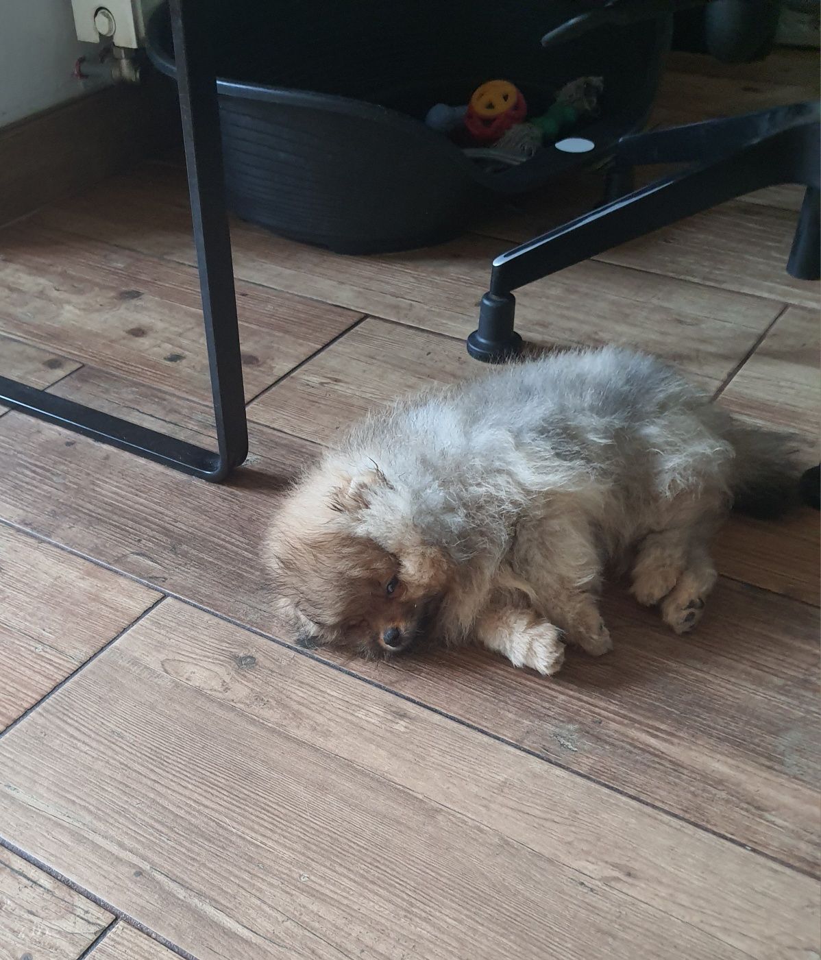 Piękny piesek pomeranian