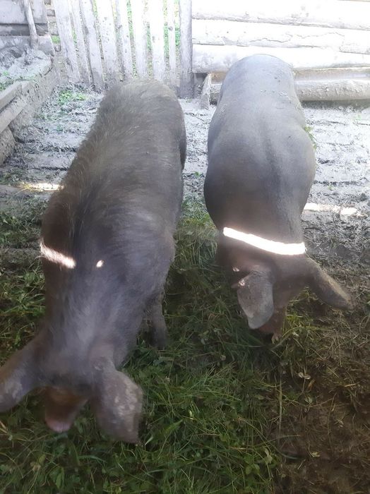 Свині-Льохи Мангал.