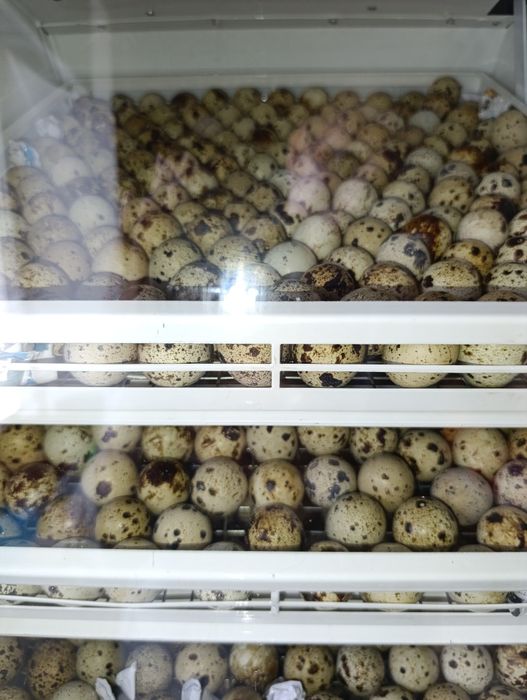 Інкубаційне яйце перепілки . Техас Фенікс.