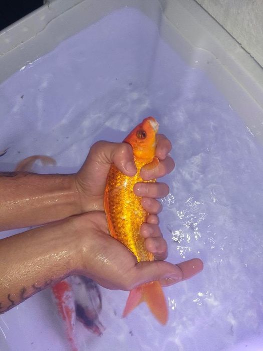 Carpas peixes todos por 70€