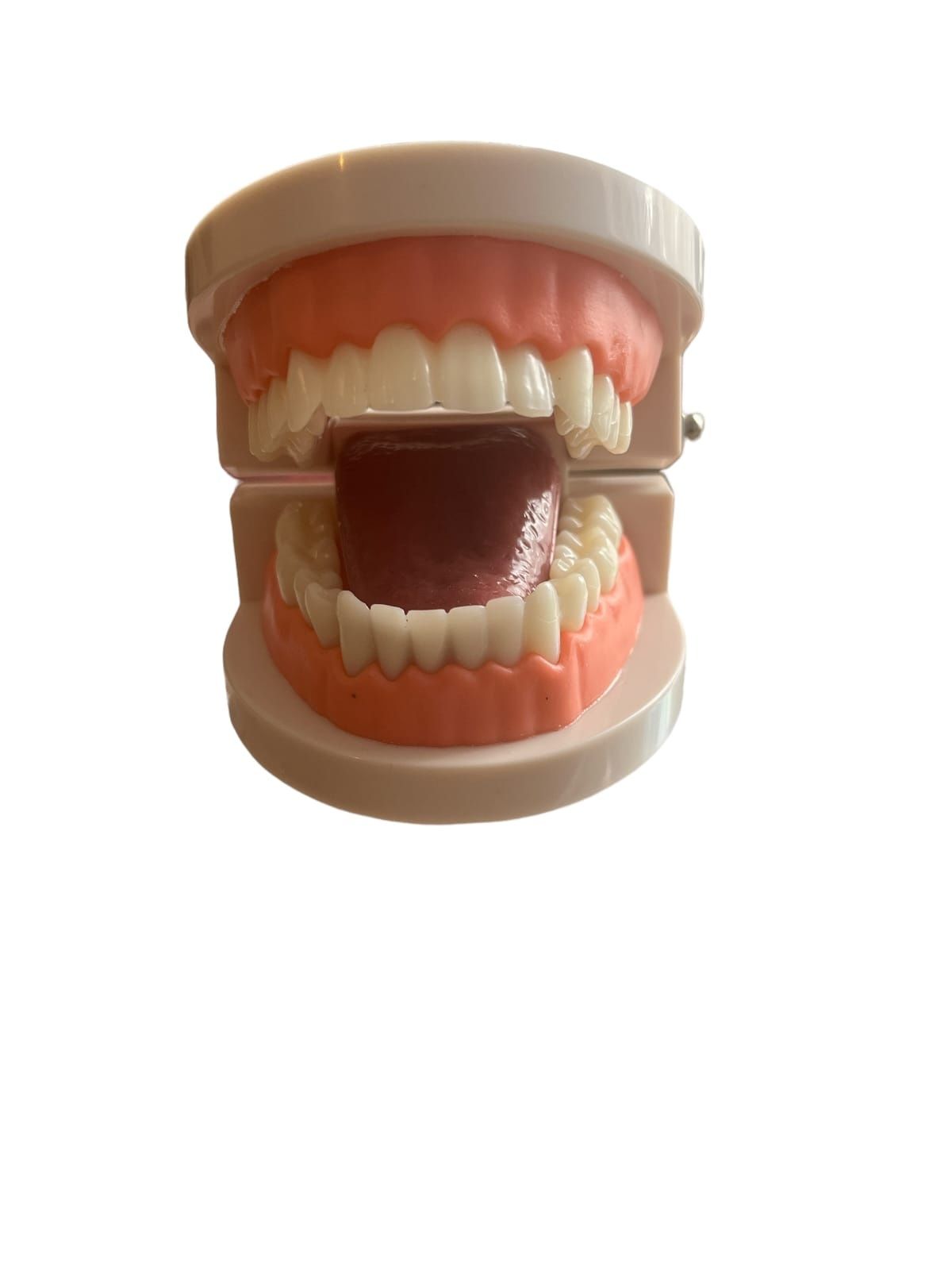 Model jamy ustnej z ruchomym językiem - szczęka