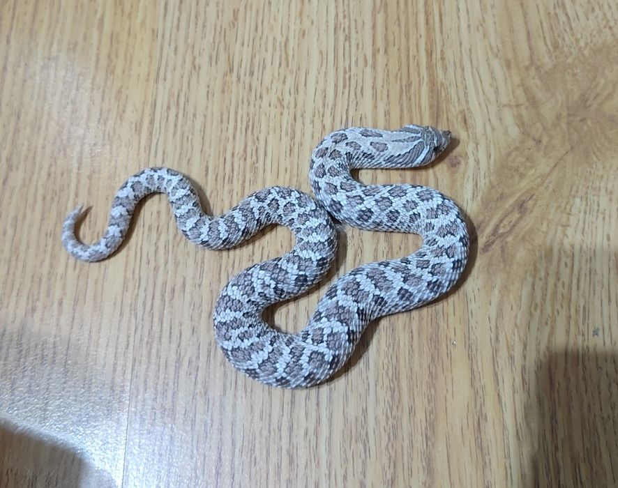 Heterodon zachodni samiec  axanthic