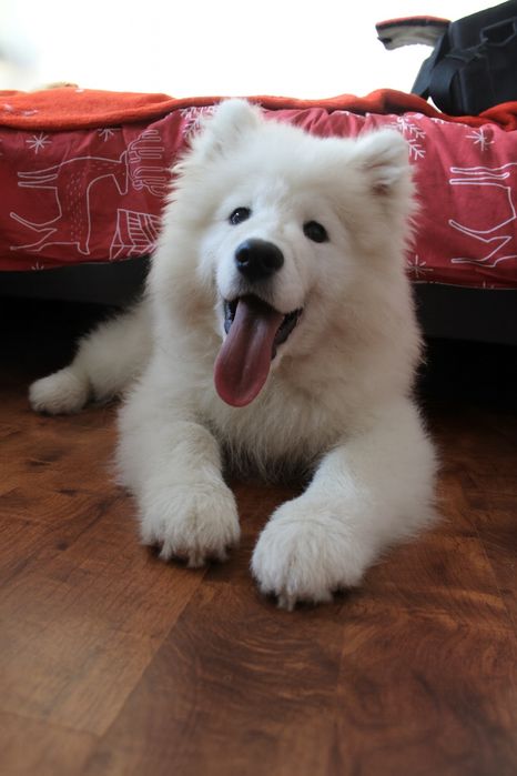 Szczeniak Samoyed