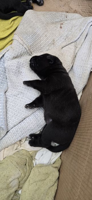 Filhotes arraçados de Labrador