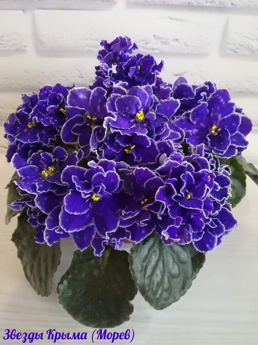 Сортові фіалки: дітки та свіжий зріз