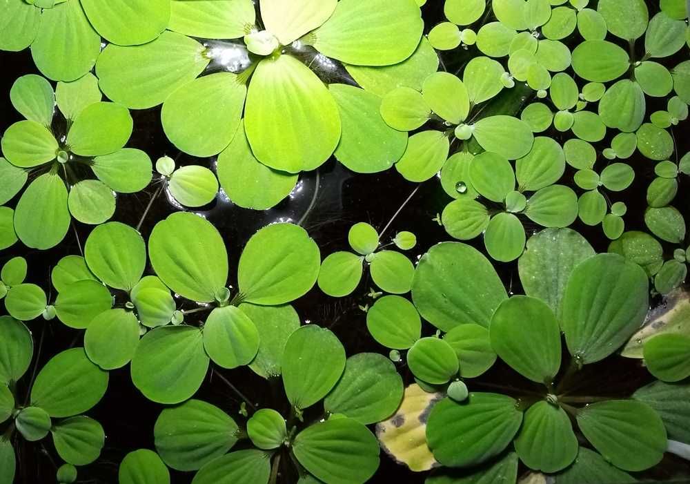 Pistia / sałata wodna