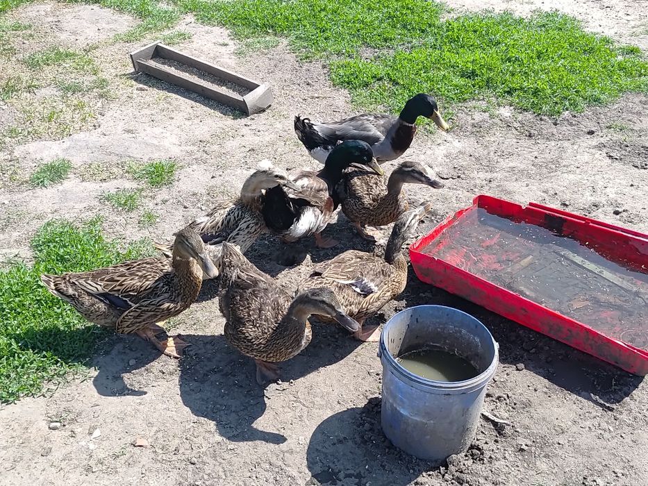 Sprzedam perliki i kaczki staropolskie