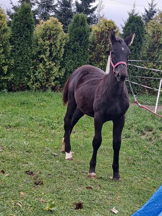 Klacz śląska źrebak