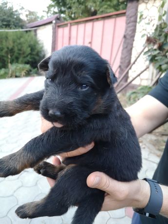 Продам щенков немецкой овчарки