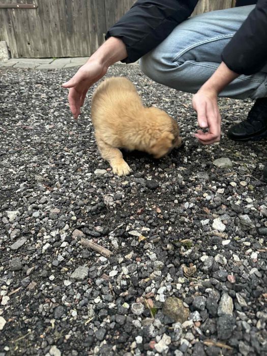 Szczeniaki oddam.