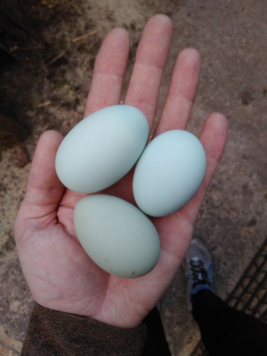 Araukana ogoniasta - zielone jaja lęgowe
