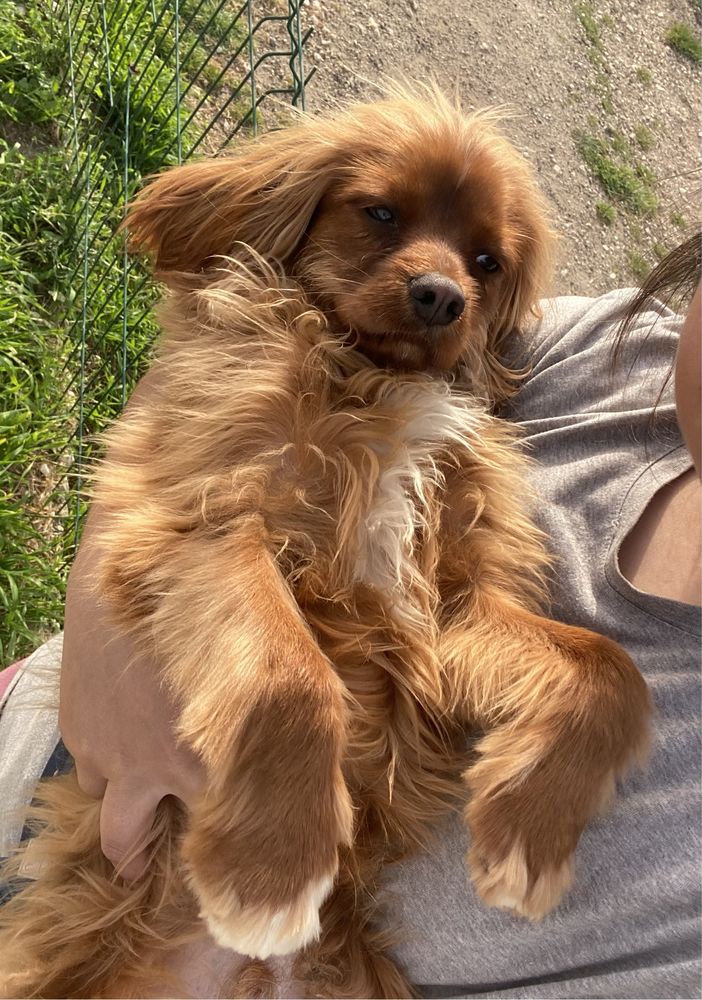 PetSitting e Dogwalking