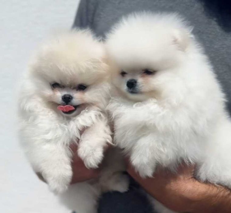 Okazja!!! Promka na pomka!!!Mały miś pomeranian mini