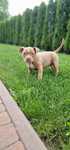 American Bully suczka pocket