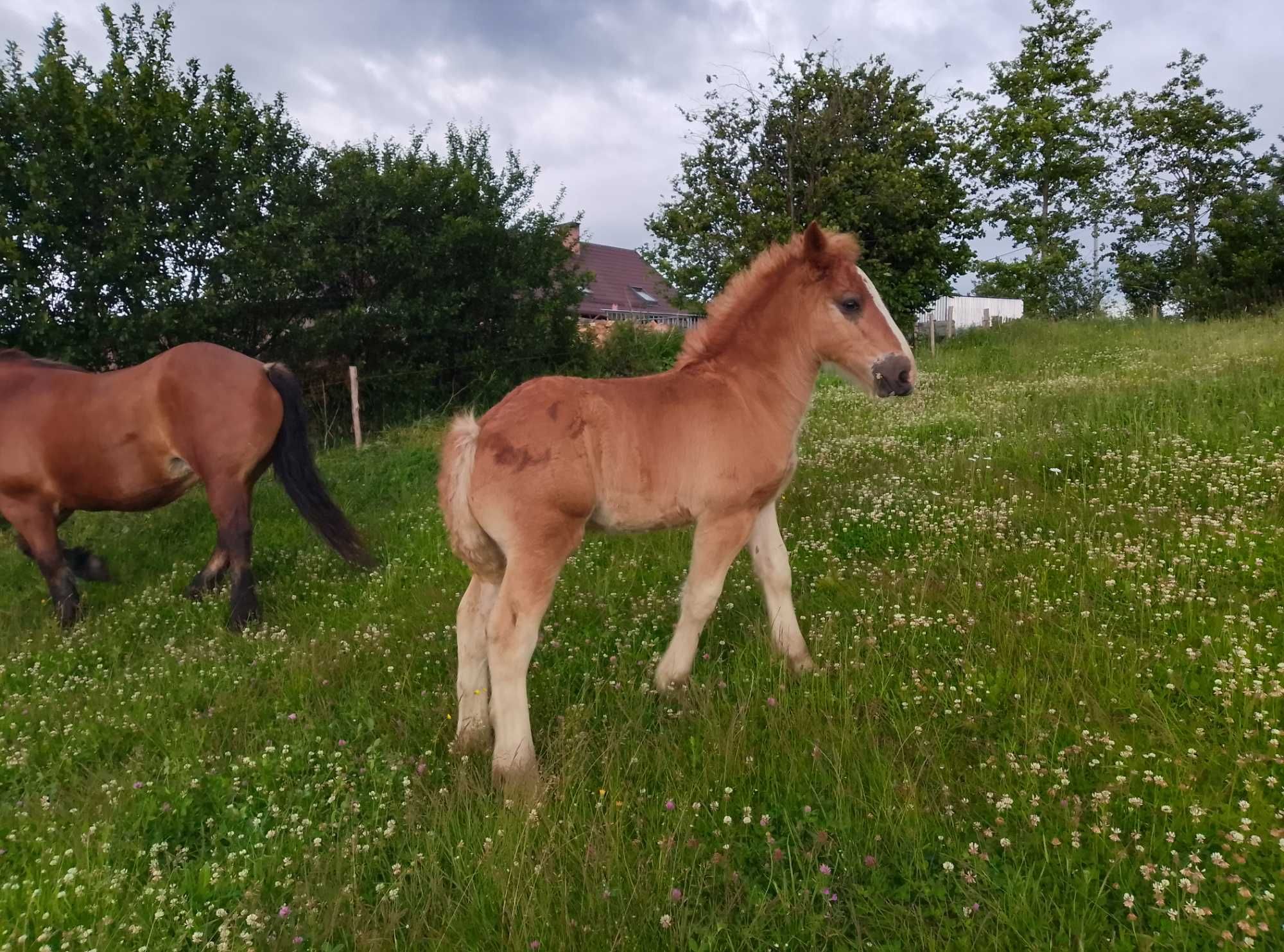 Sprzedam klacz z Licencją że źrebakiem zrebną
