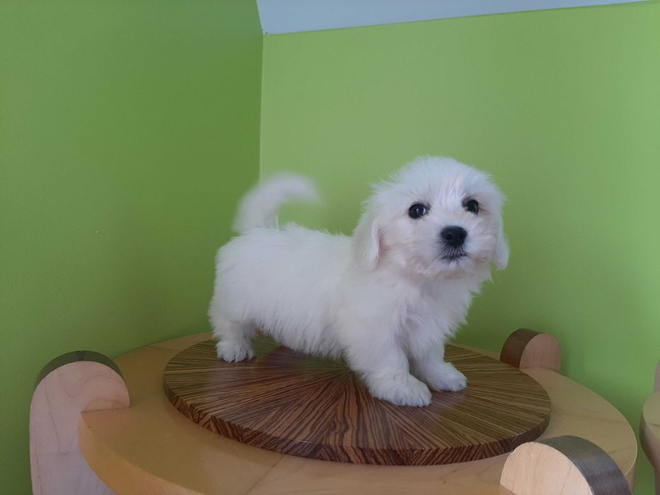 Maltańczyk suczka szczeniaczek .