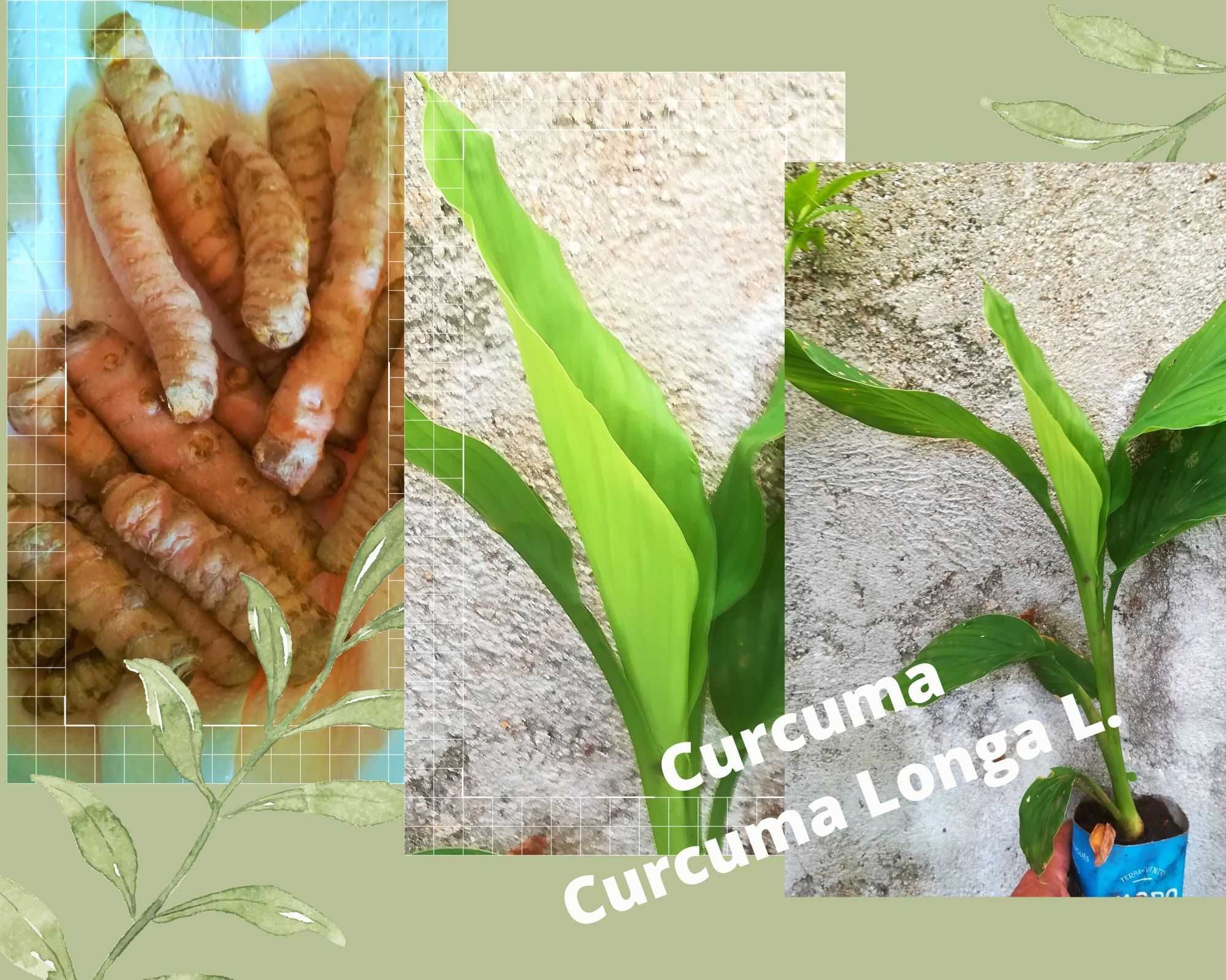 Curcuma -  Curcuma Long L