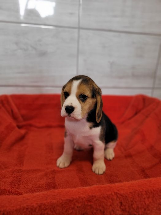 Beagle Szczeniak Maluch Śliczny